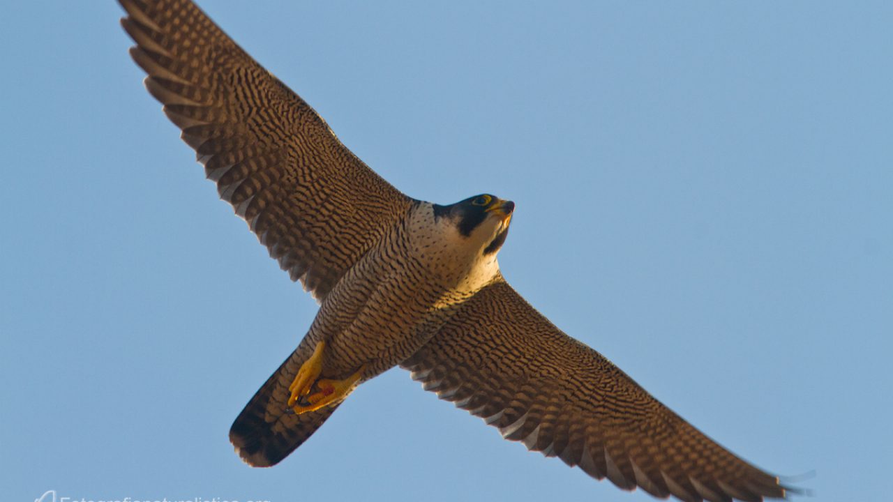 I Falchi Con Le Loro Tecniche Di Caccia Aiutano Ad Abbattere